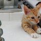 77- Manuia, chat clandestin sur Imagine 
